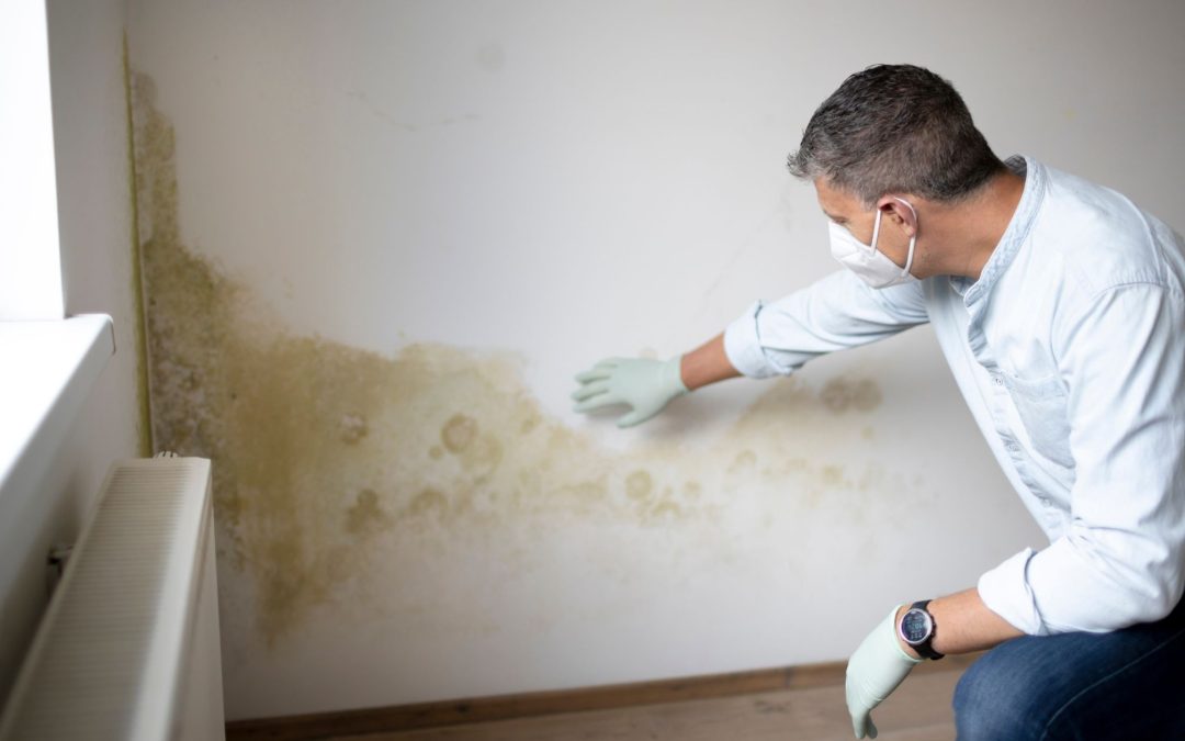 What Are the Most Common Signs You Need Mold Inspection Services in Hawaii?