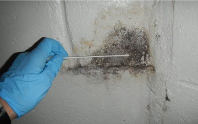 Blog 8 How Do Professional Mold Inspection Services in Hawaii Work From Start to Finish?