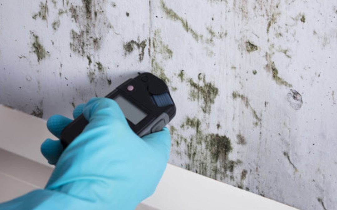 What Questions Should You Ask Before Hiring a Mold Inspection Company in Hawaii?