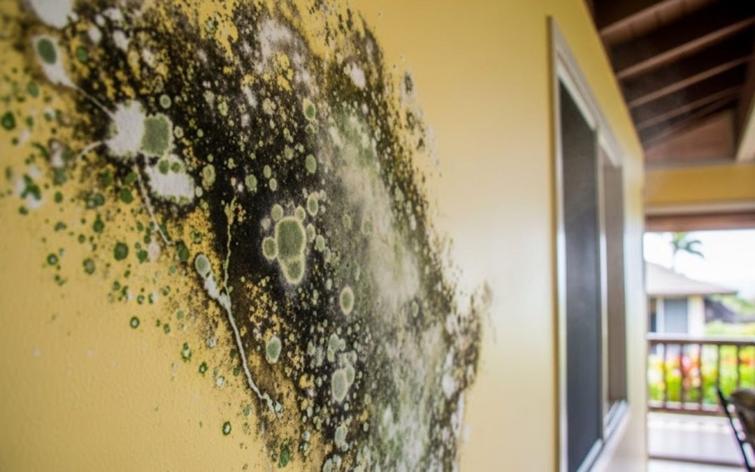 What Is Mold Remediation and Why Honolulu Residents Should Take It Seriously